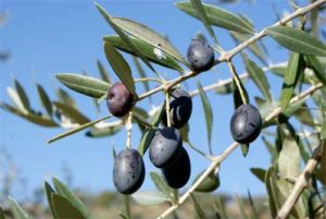 ramo di ulivo con olive nere