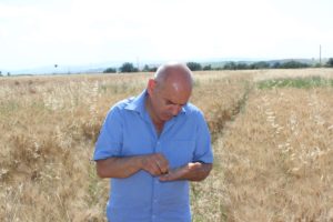 img alt=MICHELANGELO CAMPO GRANO SARAGOLLA